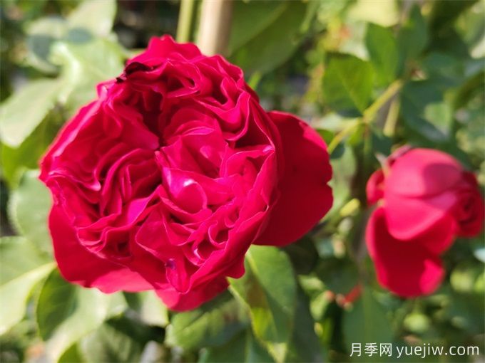 紅色龍沙寶石，花期長，耐熱又抗病(圖1)