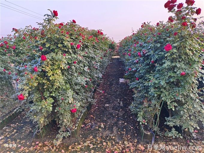 紅色龍沙寶石，花期長，耐熱又抗病(圖2)