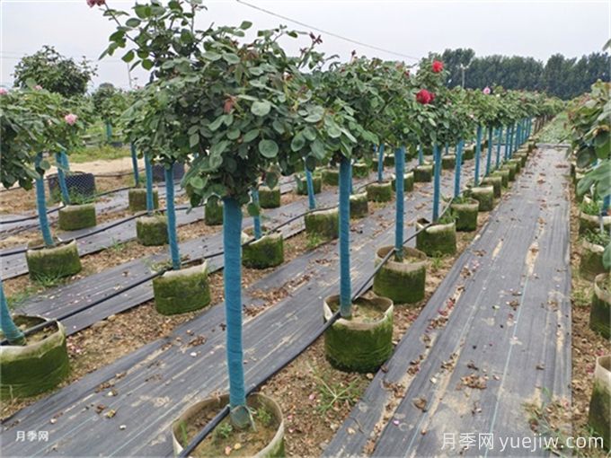 河南南陽月季批發(fā)價格_基地圖片_月季產地報價表(圖4)