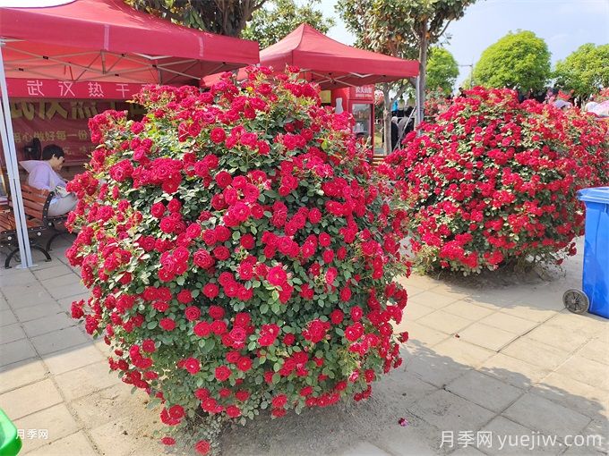 1米造型月季花球精品苗價格(圖3)