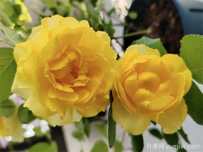 推薦7個(gè)花期超長(zhǎng)的月季品種，而且勤花多頭(圖1)