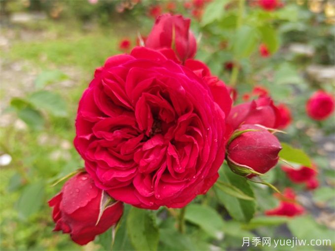 紅蘋果月季，典雅紅色，花期春夏秋三季(圖2)