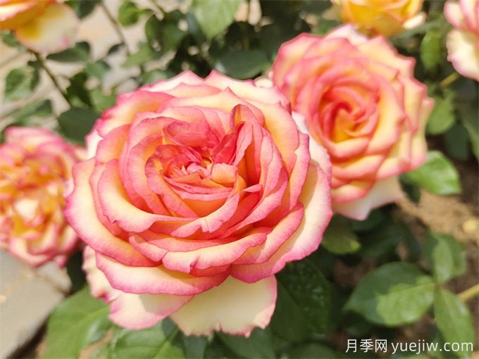 月季花期可以施肥嗎？月季施肥全指南(圖2)