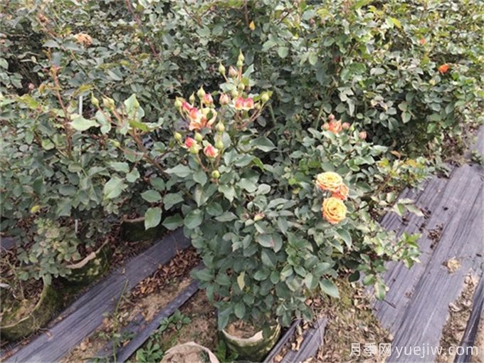 月季如何才能有更多分枝、開(kāi)花更多？(圖2)