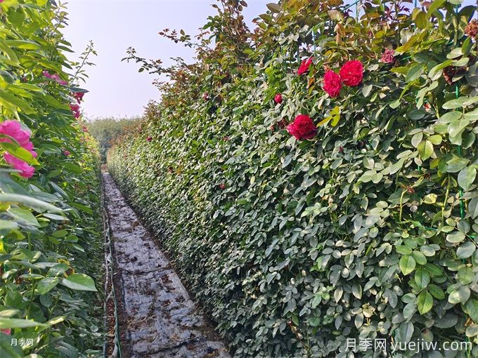 紅色月季花墻網(wǎng)片現(xiàn)貨，打造網(wǎng)紅景觀(圖2)