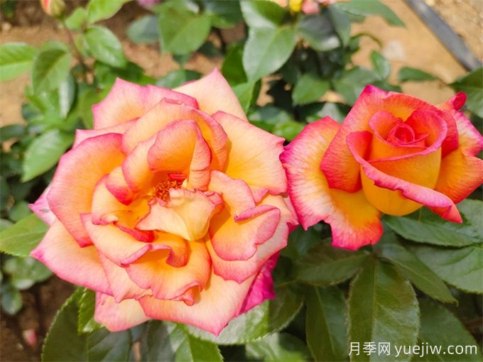 為什么月季開花和宣傳圖不一樣呢？(圖1)