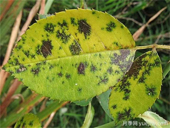 月季常見(jiàn)病害有哪些？月季病害防治手冊(cè)(圖1)