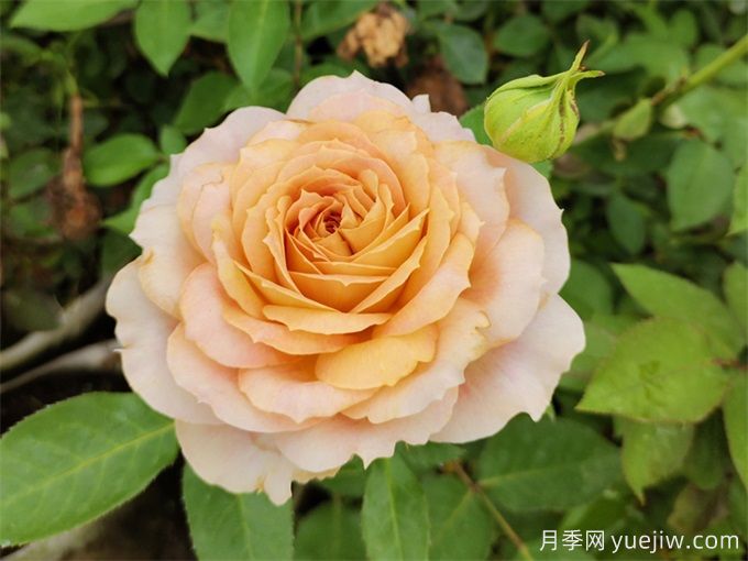 室內(nèi)如何養(yǎng)月季？掌室內(nèi)養(yǎng)花也能爆盆(圖2)