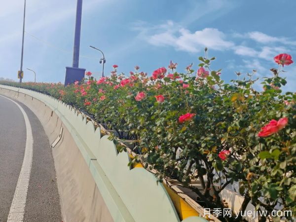 嘉興月季：萬(wàn)千月季扮靚南湖橋梁！(圖2)