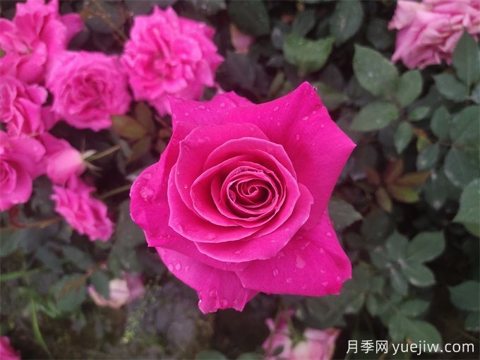 古人的名花十二客，12種名花(圖1)