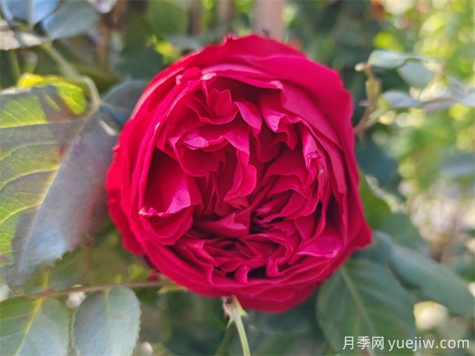 月季花苞打不開(kāi)、枯萎是咋回事？(圖2)
