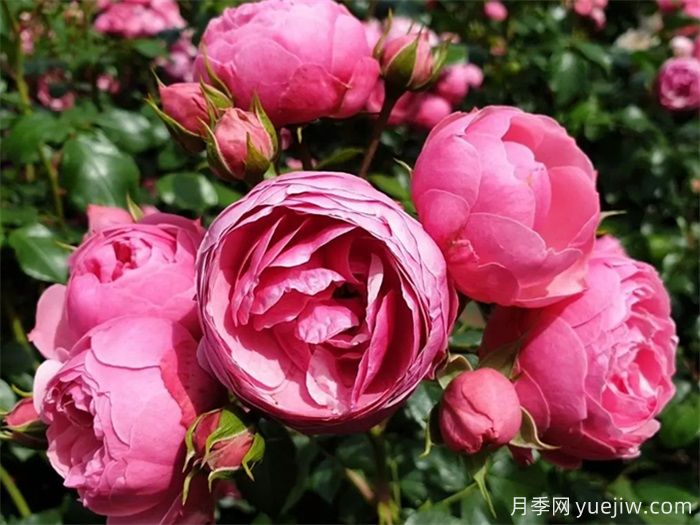 月季花苞打不開(kāi)、枯萎是咋回事？(圖3)