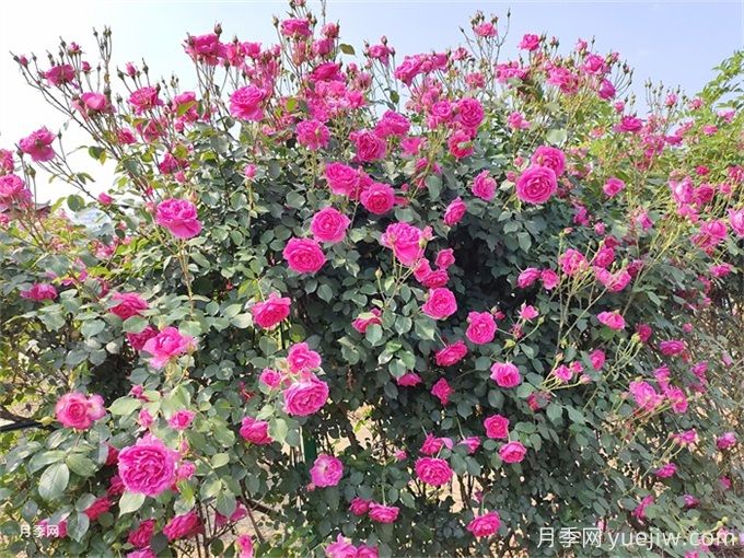 月季花苞為什么會(huì)垂頭無(wú)法直立？(圖3)
