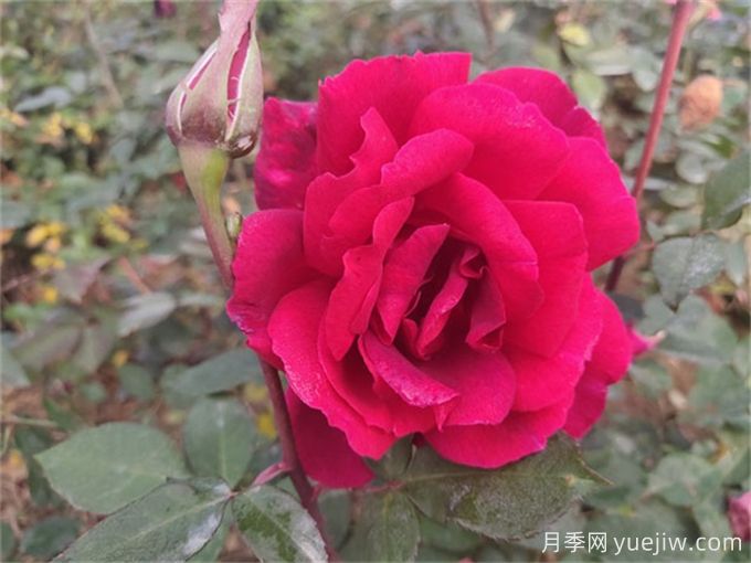 40種中國(guó)古老月季匯總(圖4)