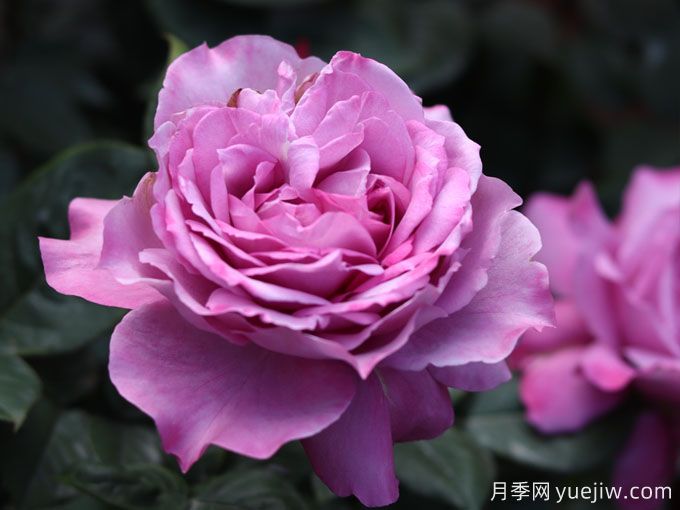 陽(yáng)光不充足也能養(yǎng)月季嗎？(圖1)