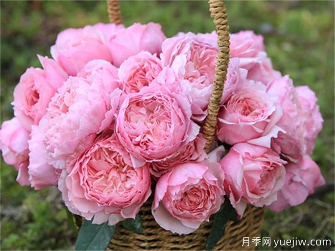 月季病害為什么這么多？藥物可以一起混合噴嗎？(圖2)