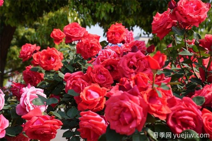 昆明市呈貢區(qū)2500余株樹狀月季齊綻放，街頭處處是風(fēng)景(圖2)