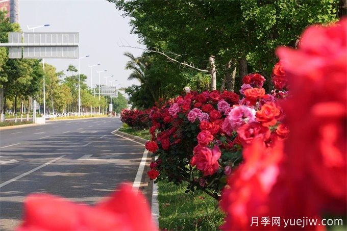 昆明市呈貢區(qū)2500余株樹狀月季齊綻放，街頭處處是風(fēng)景(圖3)