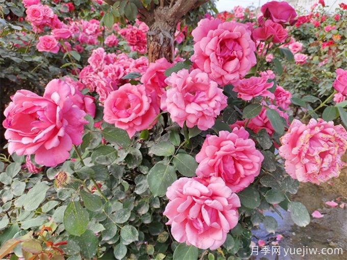 月季秋季花期，如何保證秋天花開爆盆？(圖2)