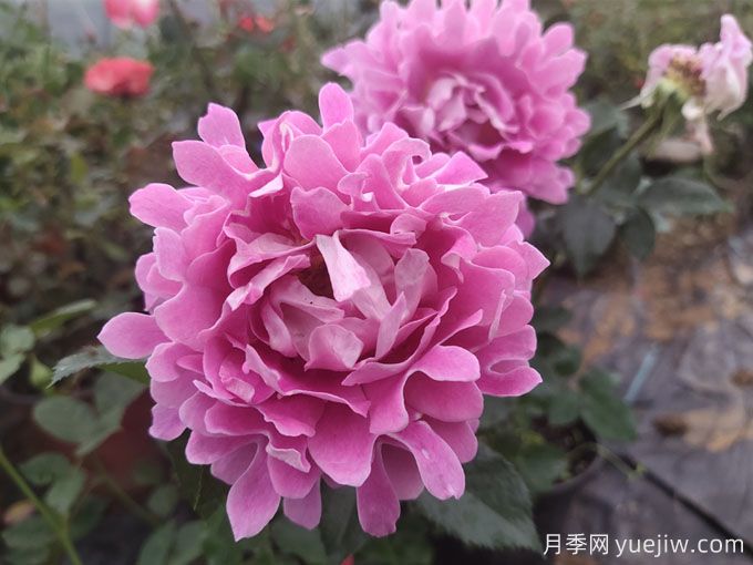 月季秋季花期，如何保證秋天花開爆盆？(圖3)