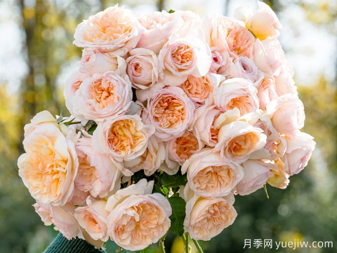 5款月季推薦！花友種過都說好的品種(圖1)