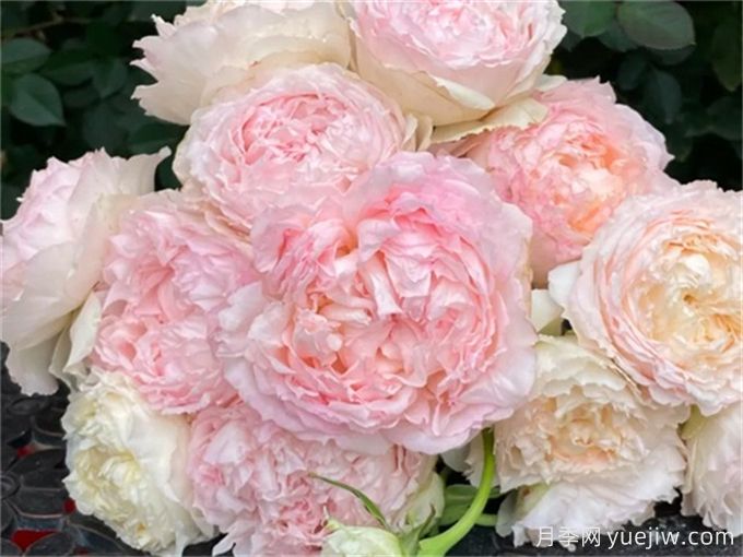 5款月季推薦！花友種過都說好的品種(圖2)