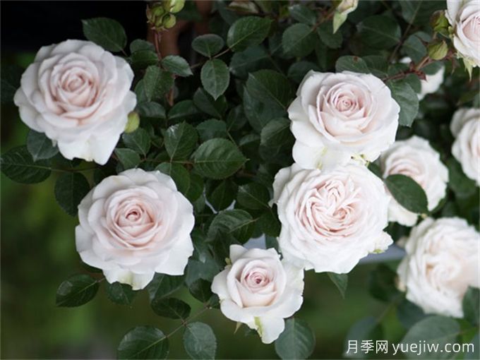 5款月季推薦！花友種過都說好的品種(圖3)