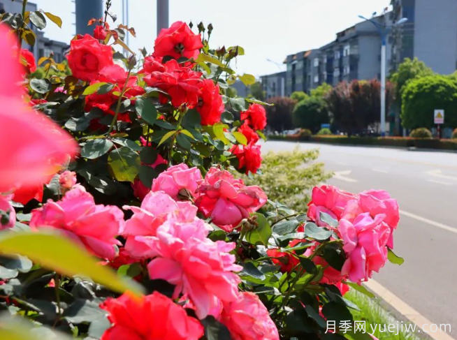 宜昌市董市鎮(zhèn)，月季綻放月季小鎮(zhèn)(圖2)