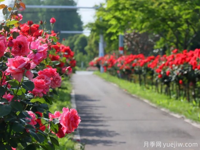 宜昌市董市鎮(zhèn)，月季綻放月季小鎮(zhèn)(圖3)