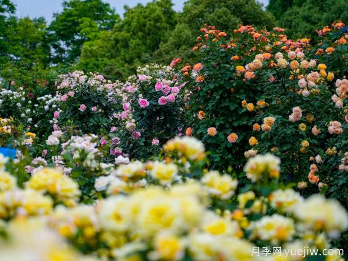 創(chuàng)建世界月季名園，寧波植物園月季花海驚艷綻放(圖2)