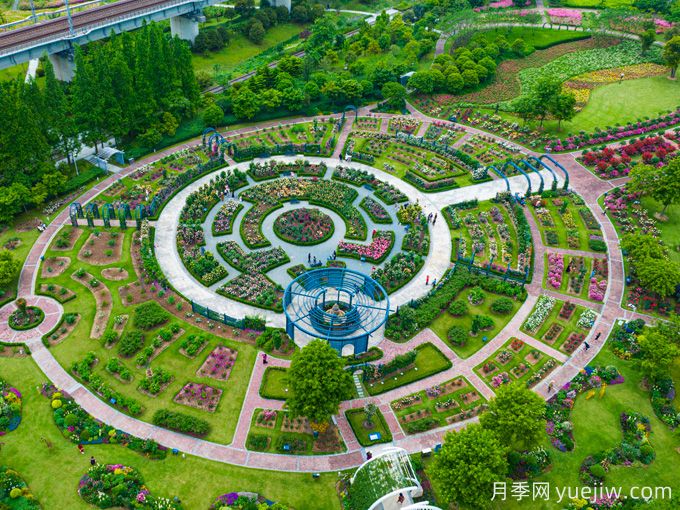 創(chuàng)建世界月季名園，寧波植物園月季花海驚艷綻放(圖3)