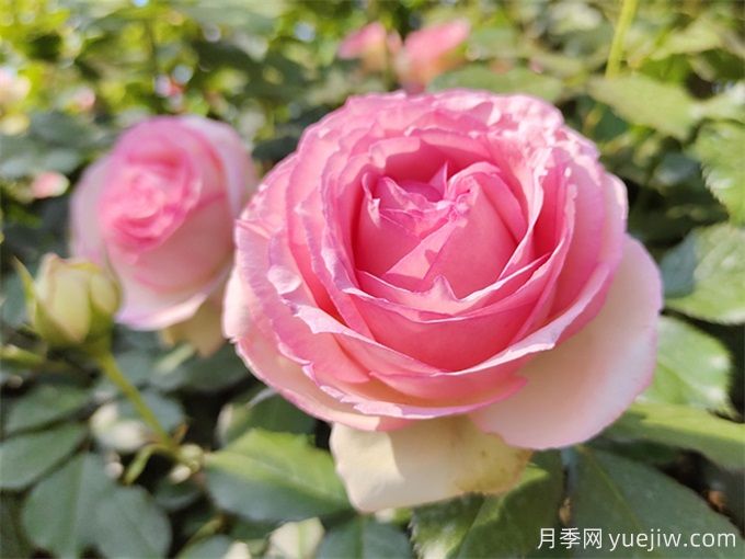月季養(yǎng)護特輯：月季病蟲害，這一篇全總結(jié)(圖1)