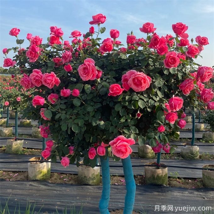 冬季養(yǎng)好月季，春天怒放盛開，造型藤本月季修剪辦法(圖1)