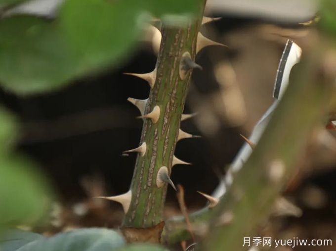 又被扎了！月季憑什么長那么多刺？(圖2)