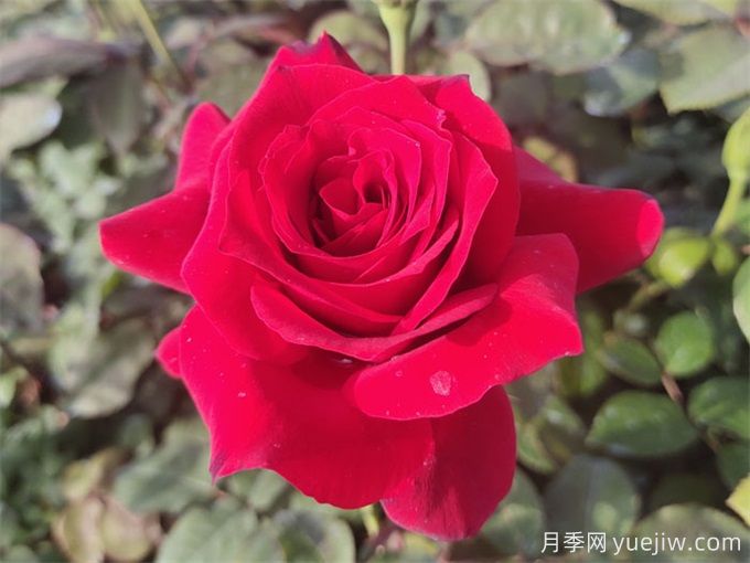送花有講究，玫瑰花語、支數(shù)寓意告訴你(圖1)