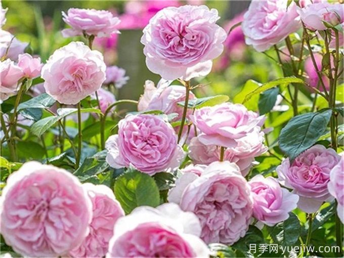 奧利維亞月季，花量大花期長(zhǎng)強(qiáng)健省心(圖2)