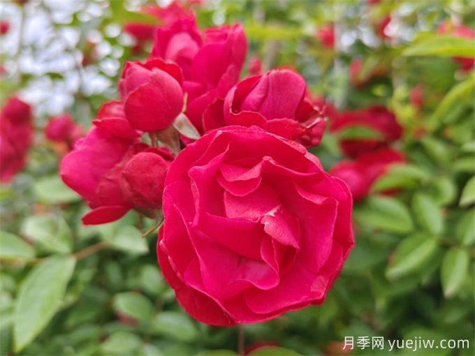 院子再小，也要養(yǎng)上紅木香月季！開花量大，開成花海！(圖2)