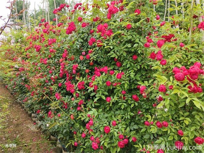 院子再小，也要養(yǎng)上紅木香月季！開花量大，開成花海！(圖3)