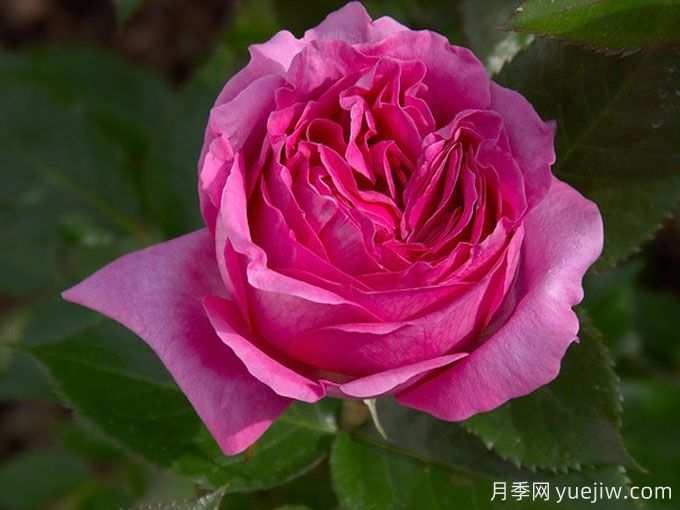 伯納黛特拉方特月季介紹，花美花大濃香勤花(圖1)