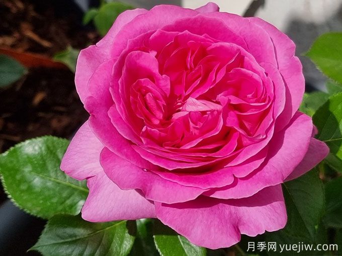 伯納黛特拉方特月季介紹，花美花大濃香勤花(圖2)