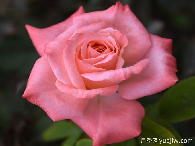 真誠(chéng)月季/青春小鳥(niǎo)月季(圖1)