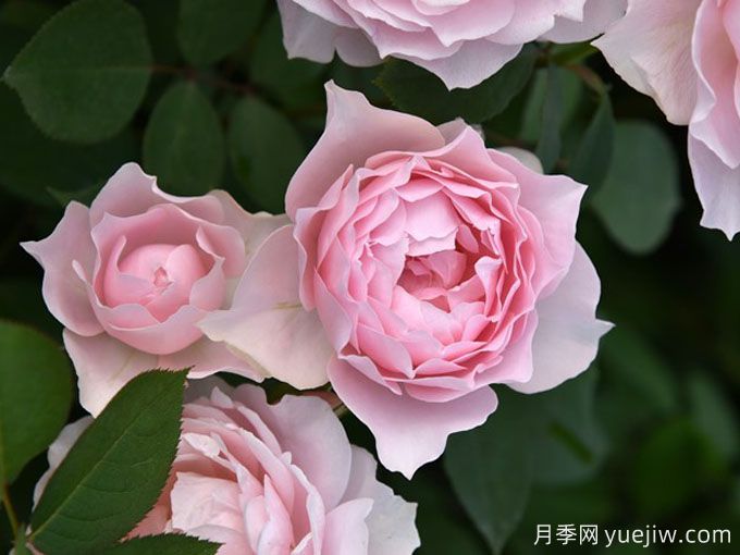 長(zhǎng)袍月季/露肩長(zhǎng)袍(圖1)
