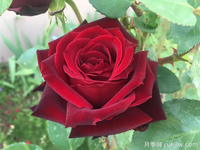 黑珍珠月季，神秘美麗的黑色玫瑰(圖1)