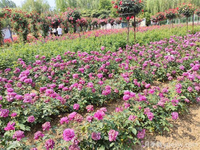 種植和管理地栽月季需要注意些什么？(圖2)