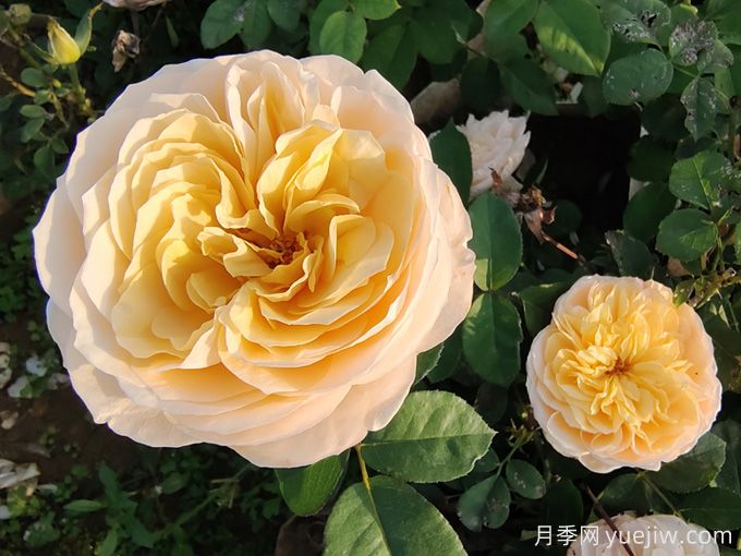 夏天10大美花，必須得有月季花(圖1)