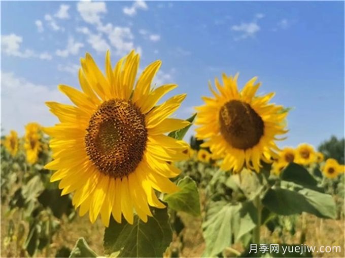 夏天10大美花，必須得有月季花(圖2)