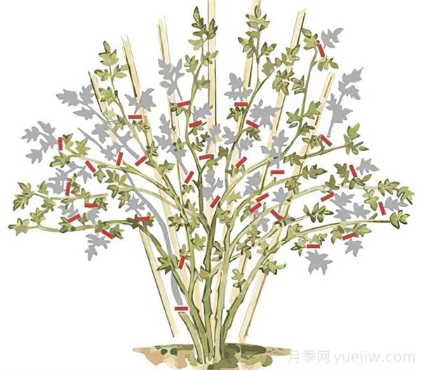 月季苗修剪全攻略，助你成為修剪高手(圖3)