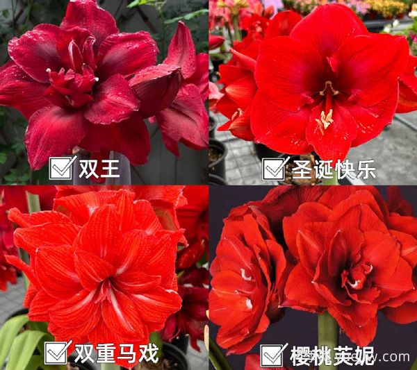 ?紅橙粉白，四大色系朱頂紅品種盤點(diǎn)(圖1)