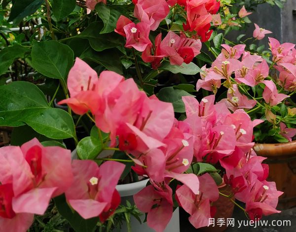 ***勤花的5個三角梅品種，又美又勤勞(圖1)