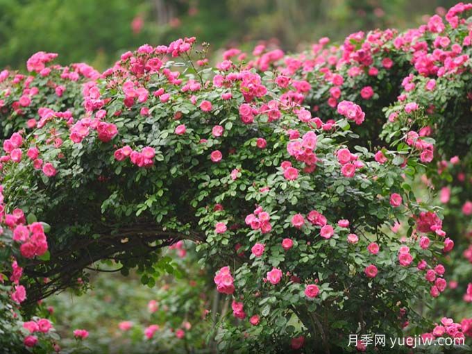 資陽字庫山的月季花海盛宴，趕赴美麗(圖2)